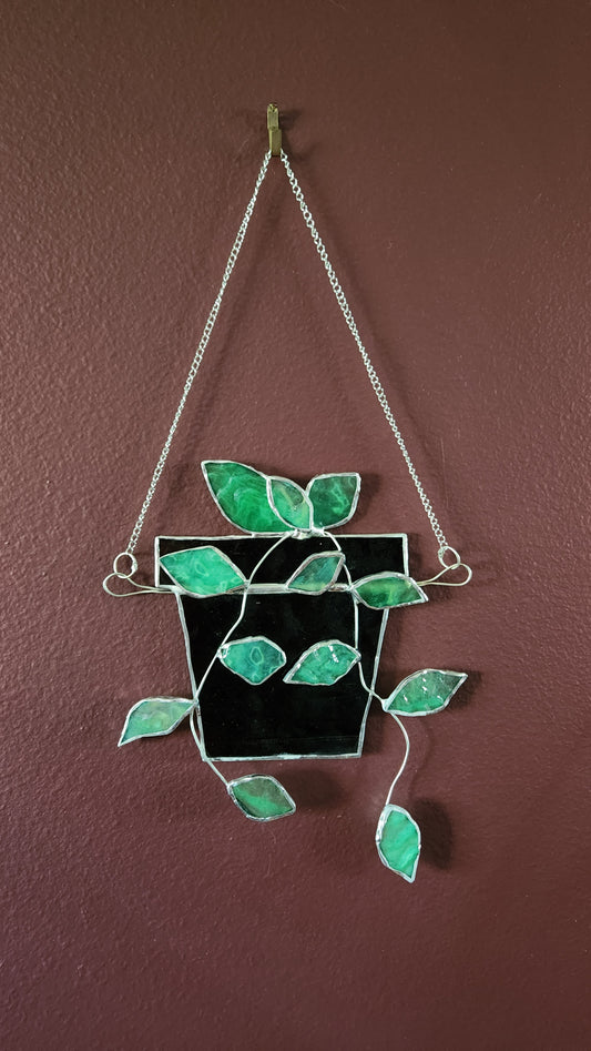 Hanging Pothos Plant