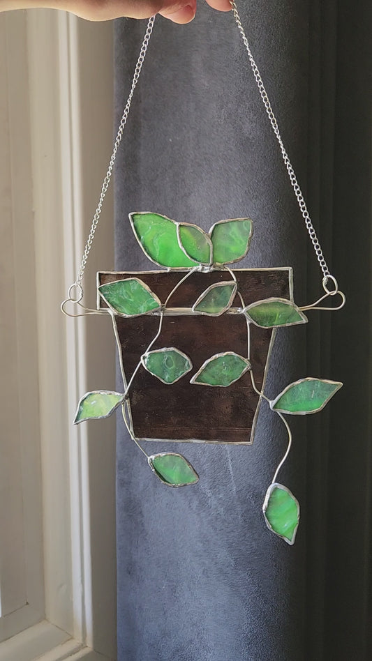 Hanging Pothos Plant
